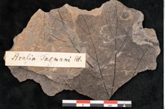 Foto (Objekt + Etikett) von Aralia tasmani Ettingshausen (NHMW-GEO-2024-0188-10158a)
